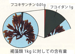 フコキサンチン