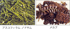フコキサンチン