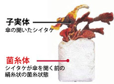 霊芝菌糸体