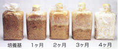 霊芝菌糸体の増殖過程