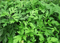Artemisia