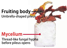 Reishi Mycelium