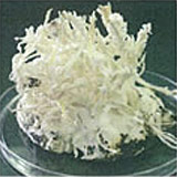 Cordyceps Sinensis