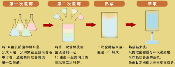 乳酸菌生產物質是這樣形成的