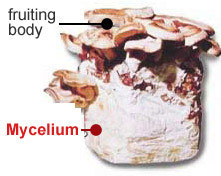 香菇菌絲體培養基提取物