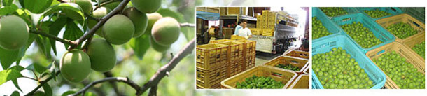 和歌山縣産的新鮮青梅