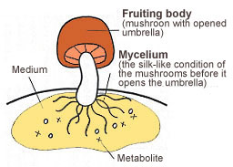 Sợi nấm Agaricus là gì?