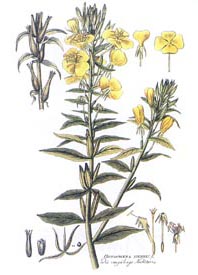 γ-亚麻酸（月见草油）