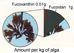 Fucoxanthin