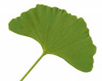 银杏叶提取物粉末