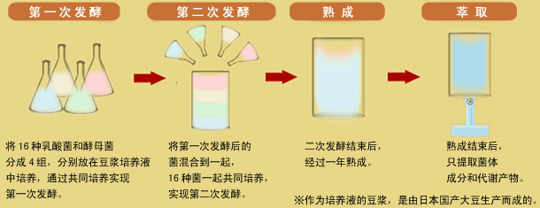 乳酸菌生产物质是这样形成的