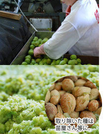 纯梅肉精华膏的制造工程