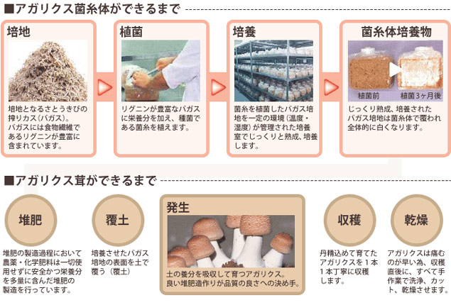アガリクス菌糸体・アガリクス茸ができるまで
