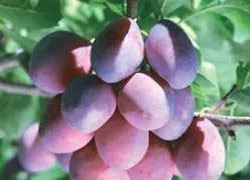 �N���A�[�W���i�v���[�����𕨁j