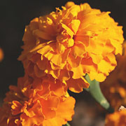 ���e�C��