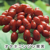 オタネニンジン果実