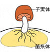 メシマコブ菌糸体と子実体