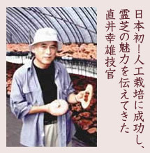 直井霊芝GY株